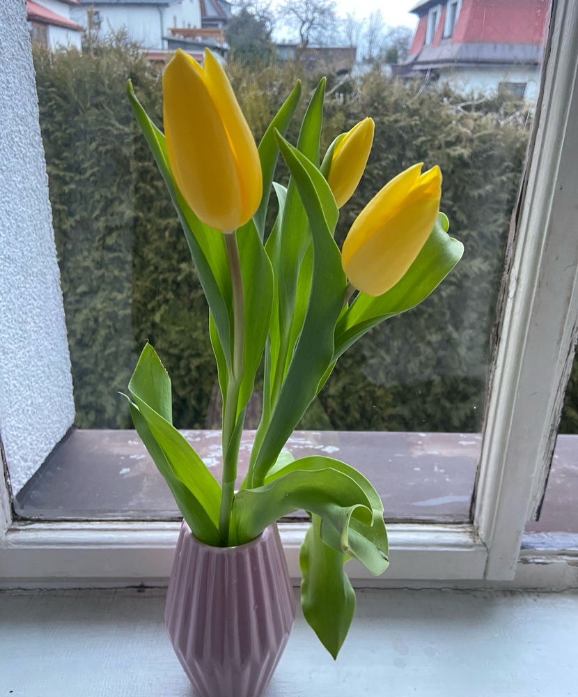 Máte rádi tulipány ??? 😊🥰🌷