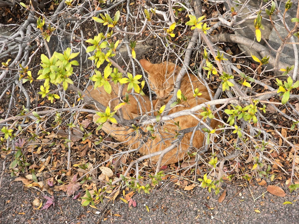 cat