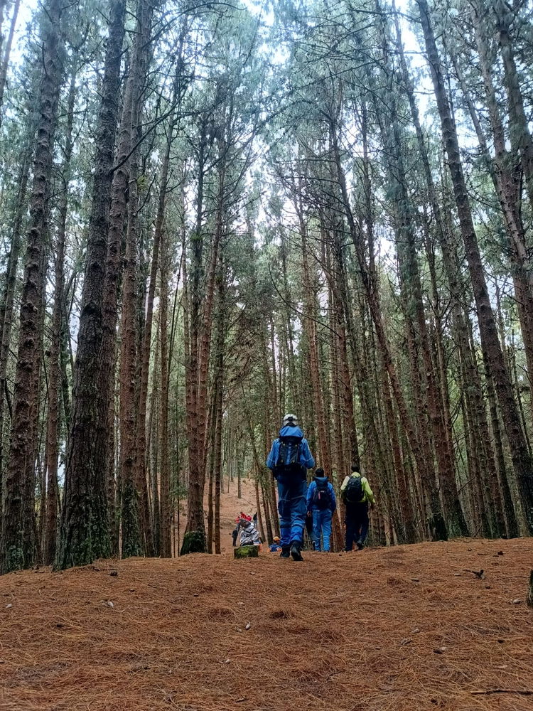 El bosque es muy imponente