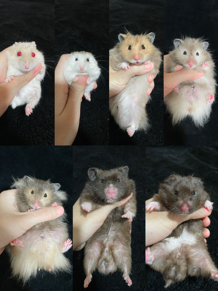 My lovely hamsters <3