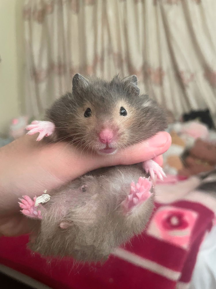 My lovely hamsters <3