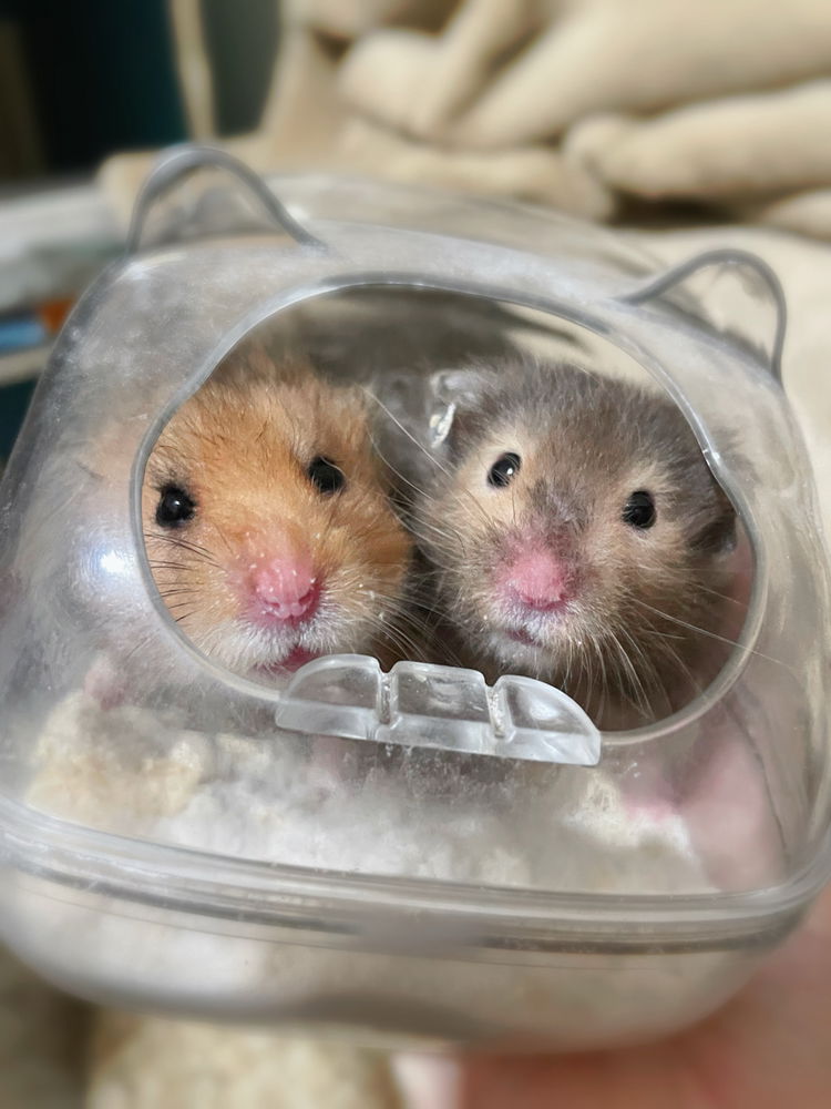 My lovely hamsters <3