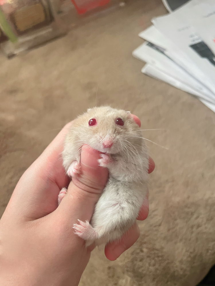 My lovely hamsters <3