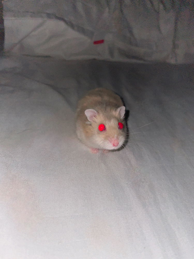 My lovely hamsters <3