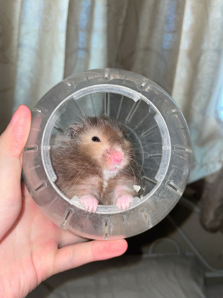 My lovely hamsters <3