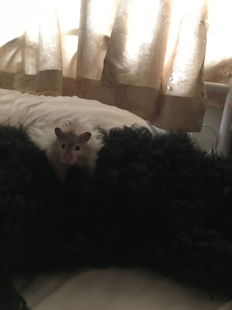 My lovely hamsters <3