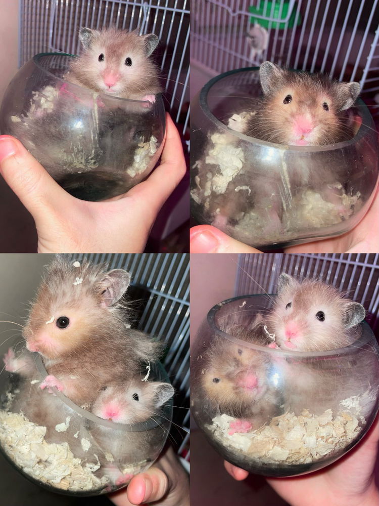 My lovely hamsters <3