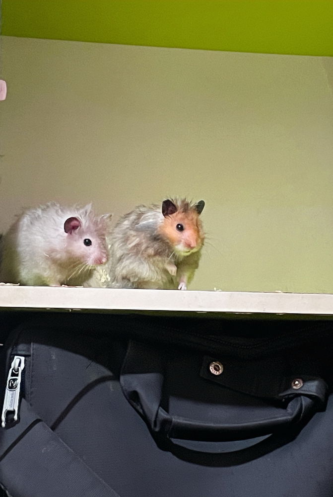 My lovely hamsters <3