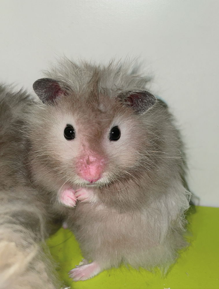 My lovely hamsters <3