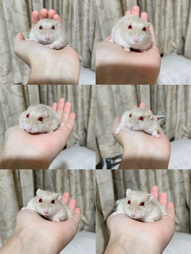 My lovely hamsters <3