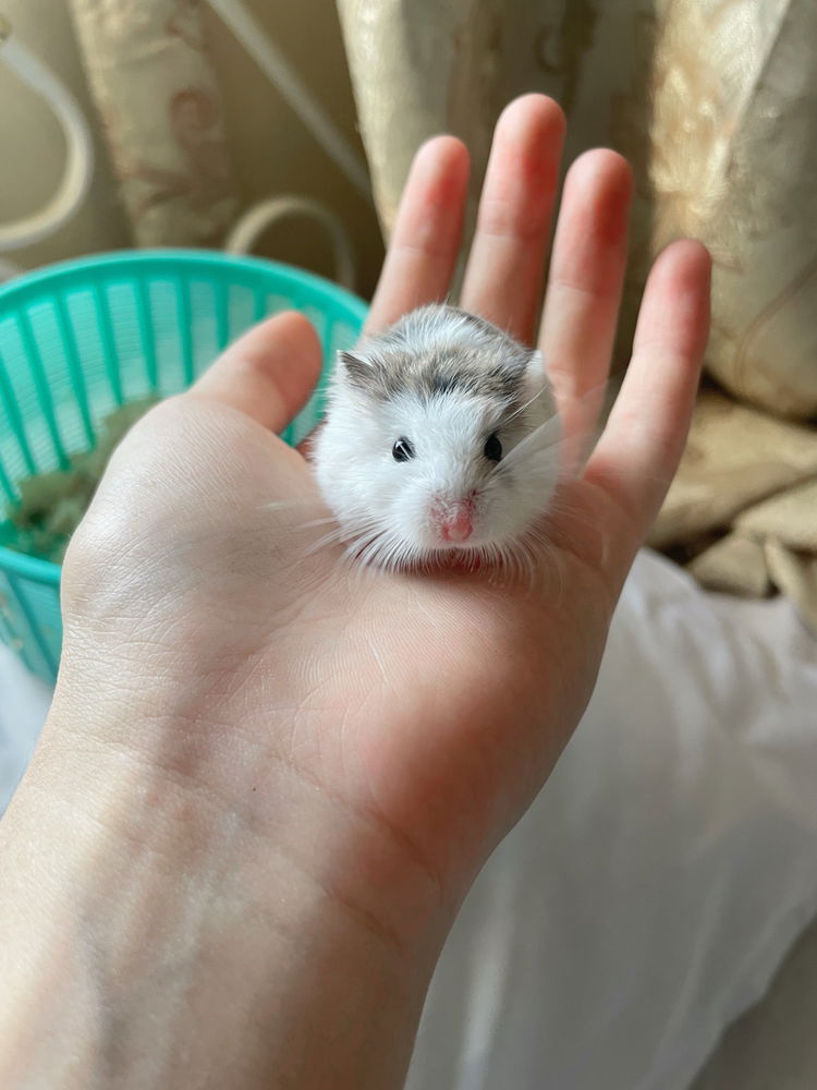 My lovely hamsters <3