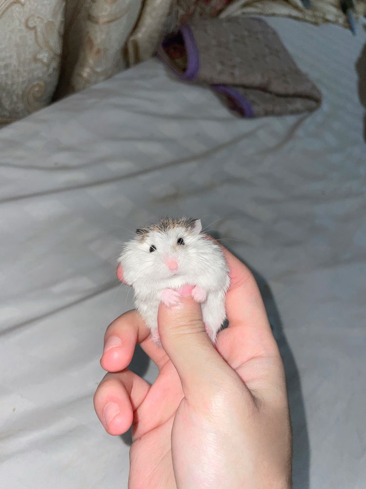 My lovely hamsters <3