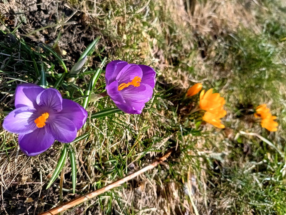 Krokusy