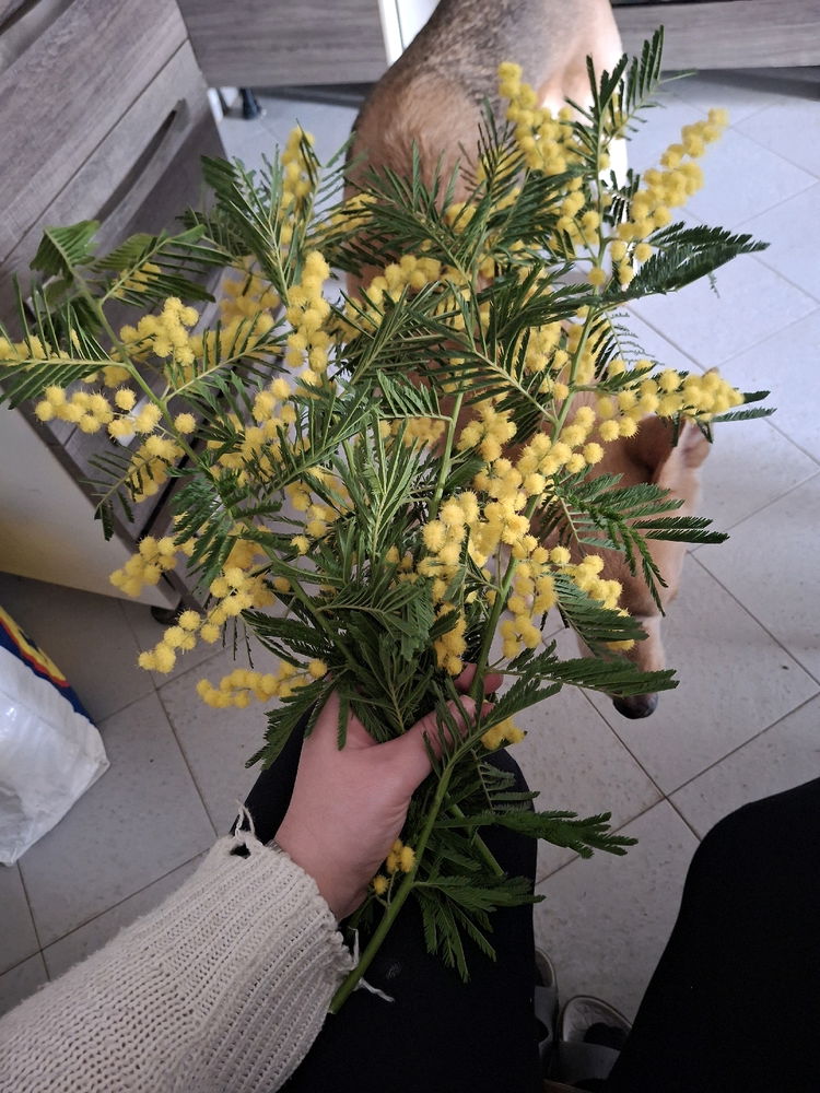 8 MARZO