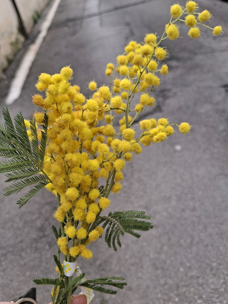 8 MARZO