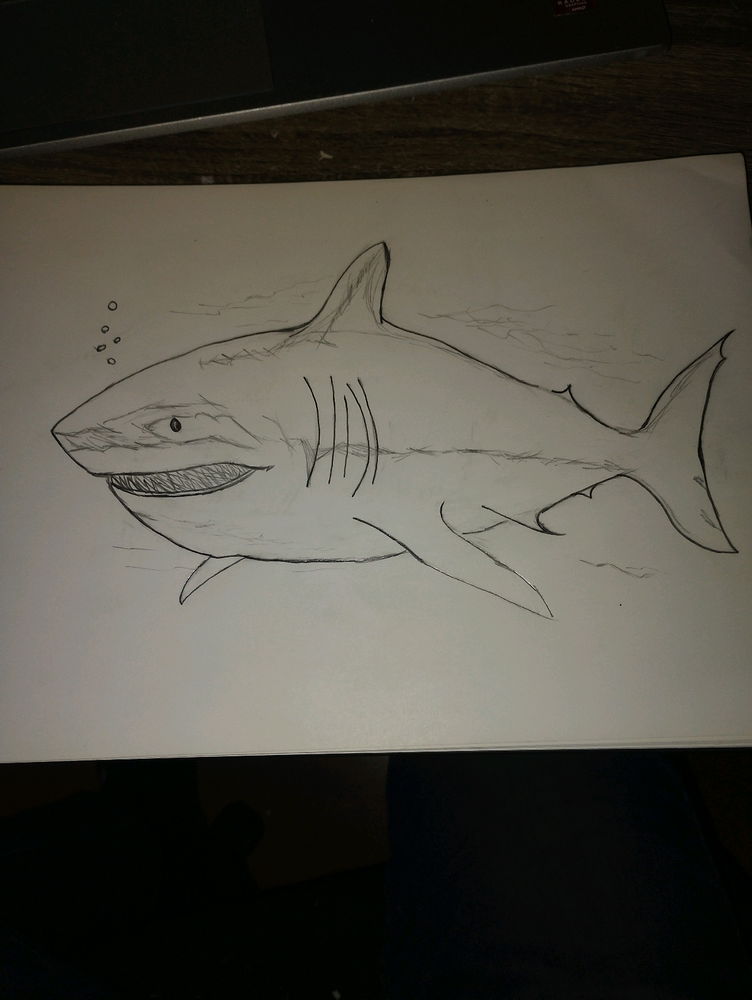 🦈
