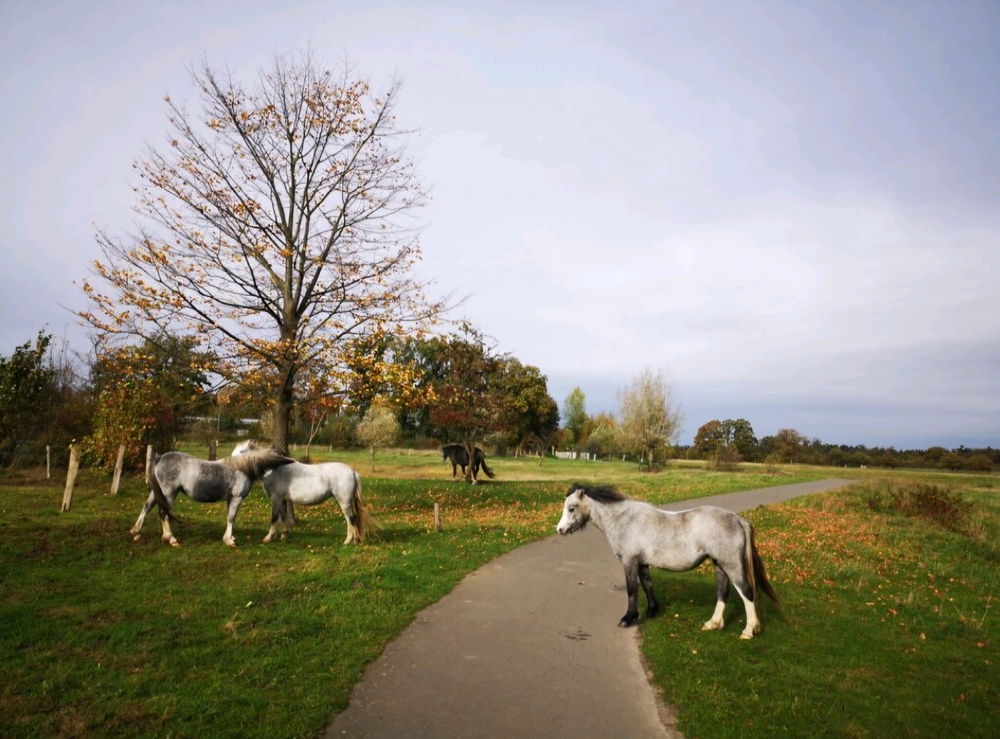 Did you know the Netherlands has (semi) wild horses? (Nijverdal)