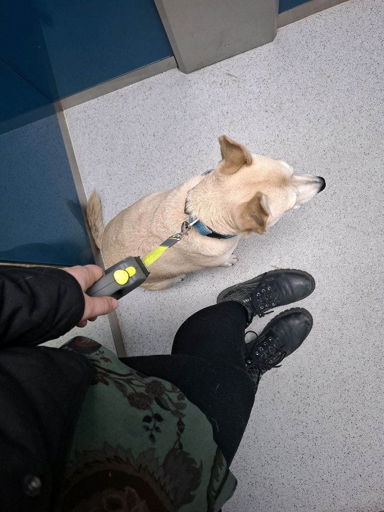 Návštěva Nory je o tom, že když ráno déle spíš, tak ti ukradnu psa a dojdu si s ním na procházku a snídani.. a vrátím se přesně, když vstáváš. A je jedno, v kolik se odpadne 😅🤣