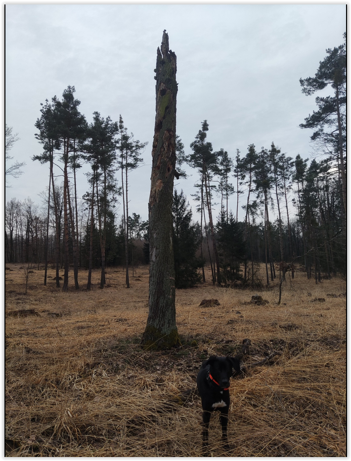 Hmyzový a ptačí totem