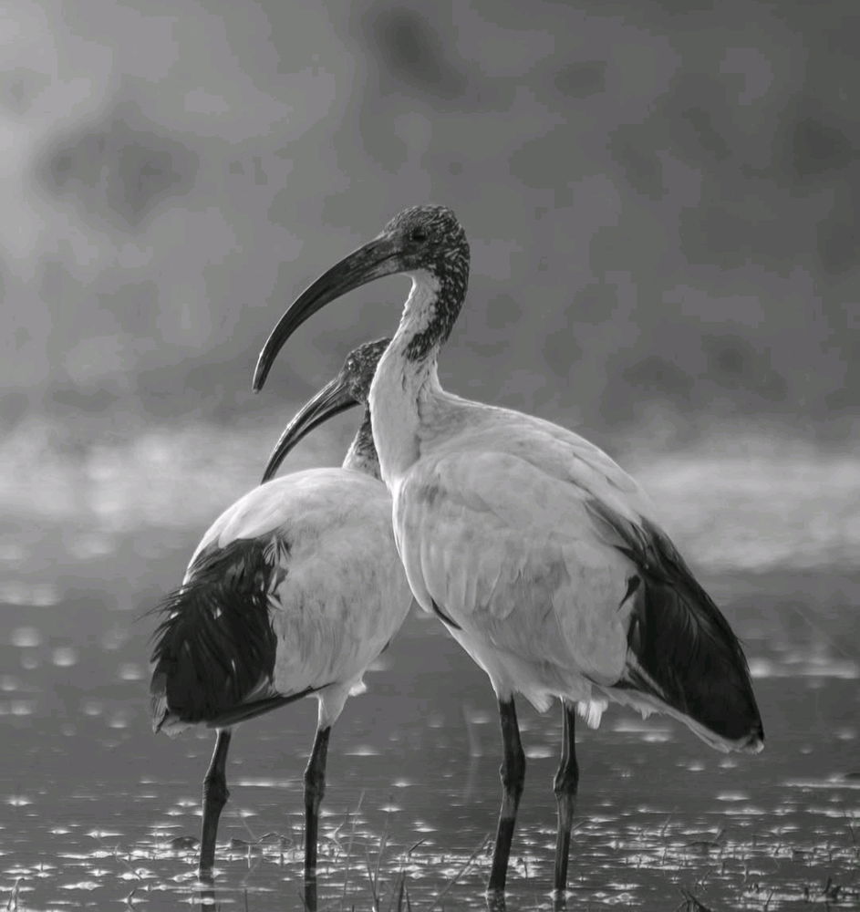 Ibis Sacro