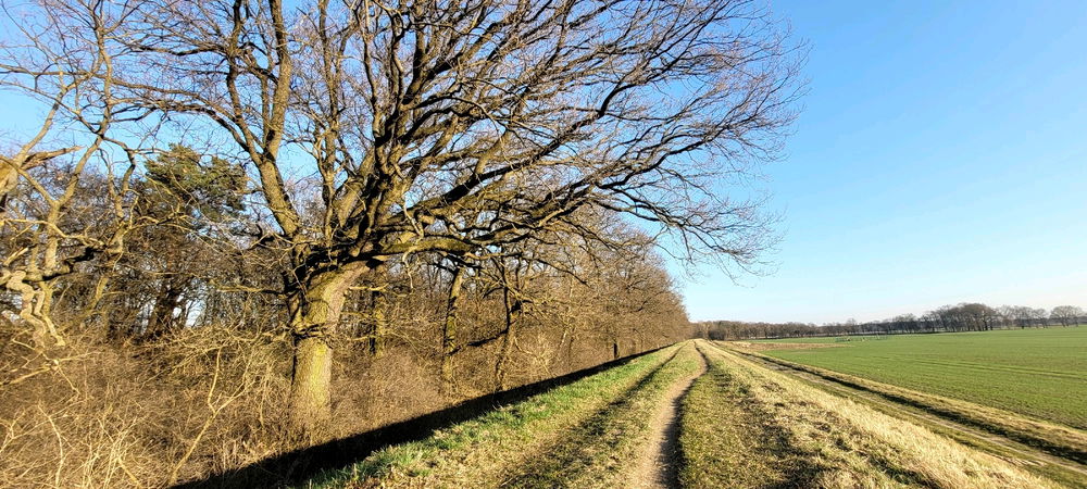 Przebiśniegi