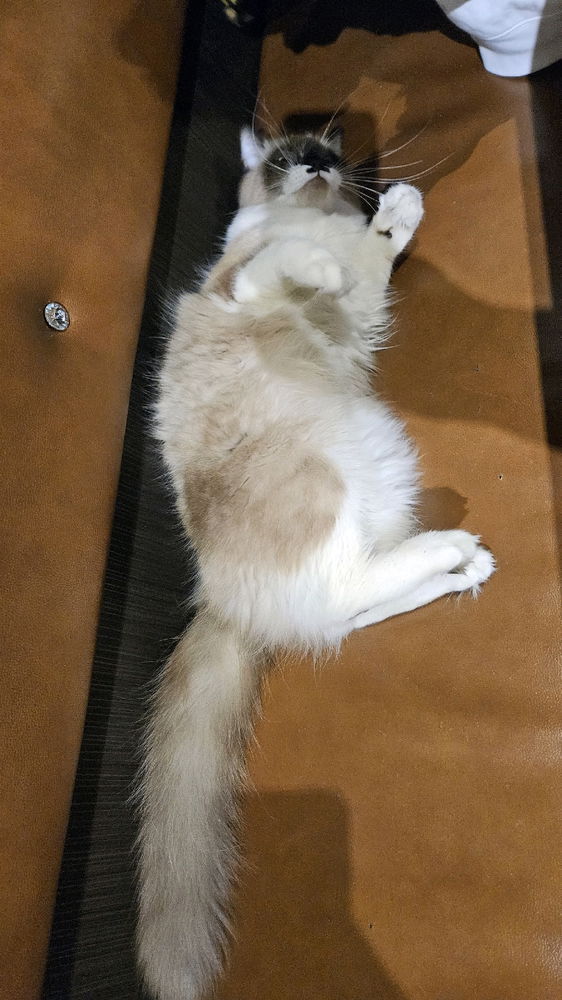 一臉鄙視的貓貓😂