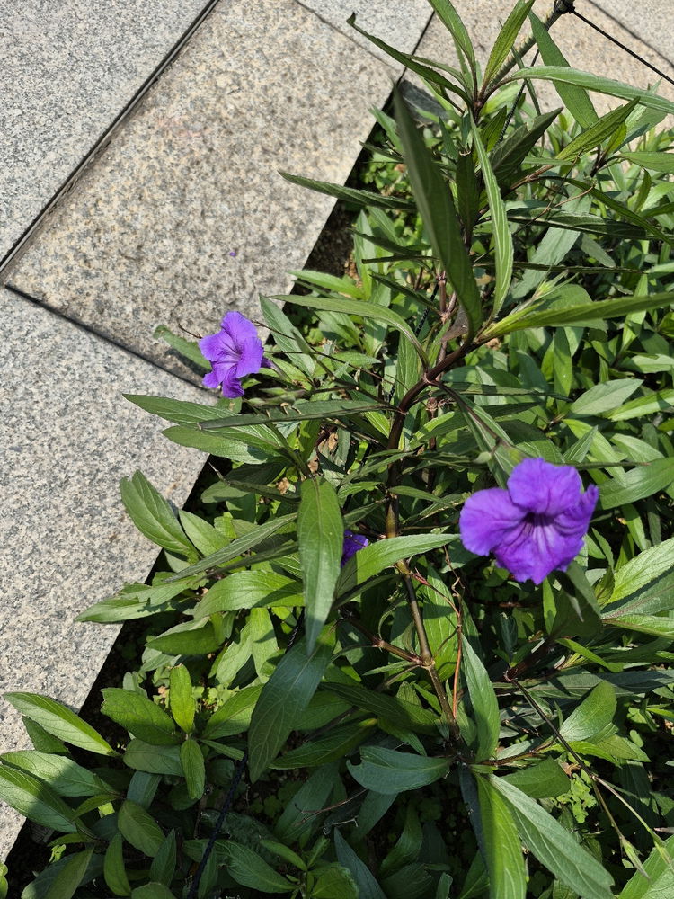 Tung Chung - restin at home and seeking flowers