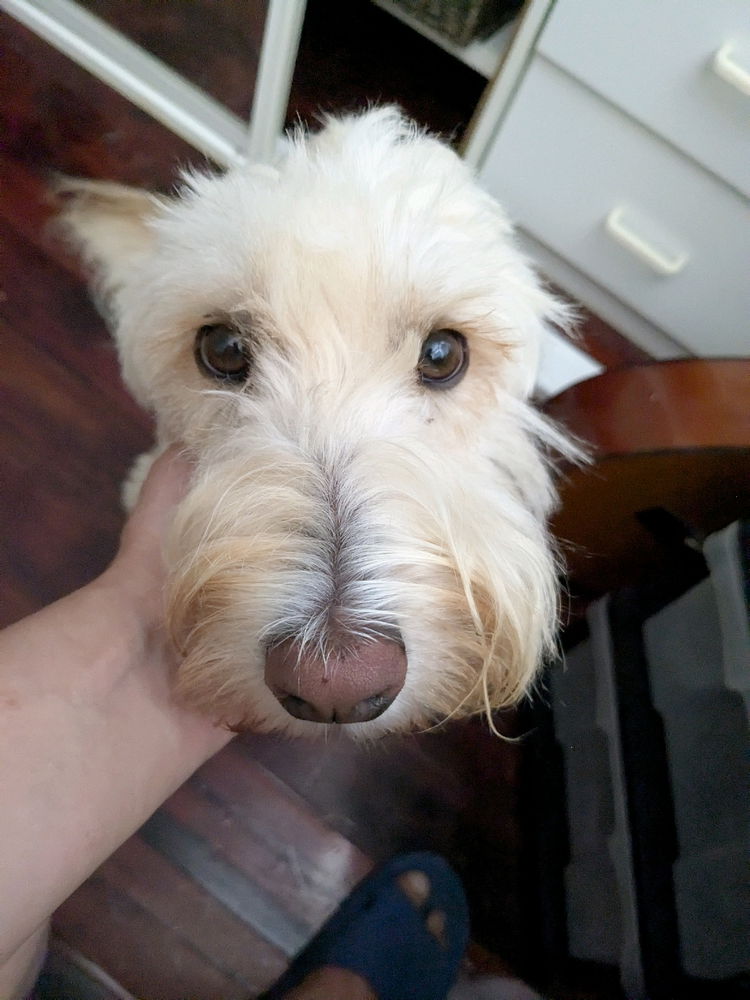 Millie is
