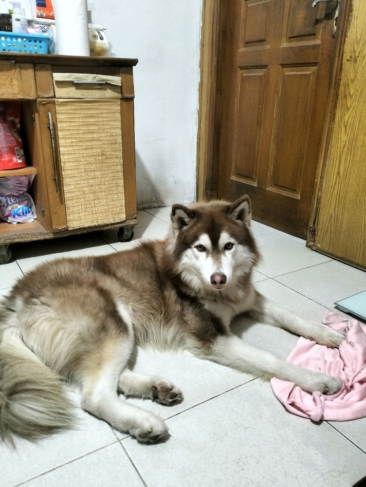 🐺