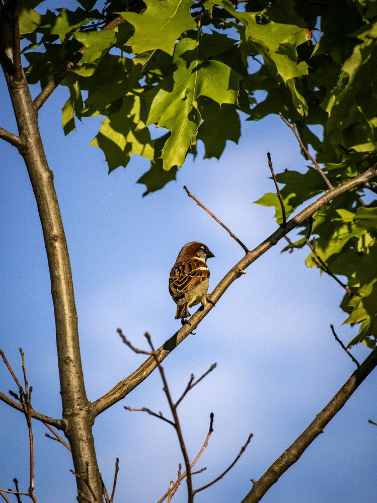 Bird is the word