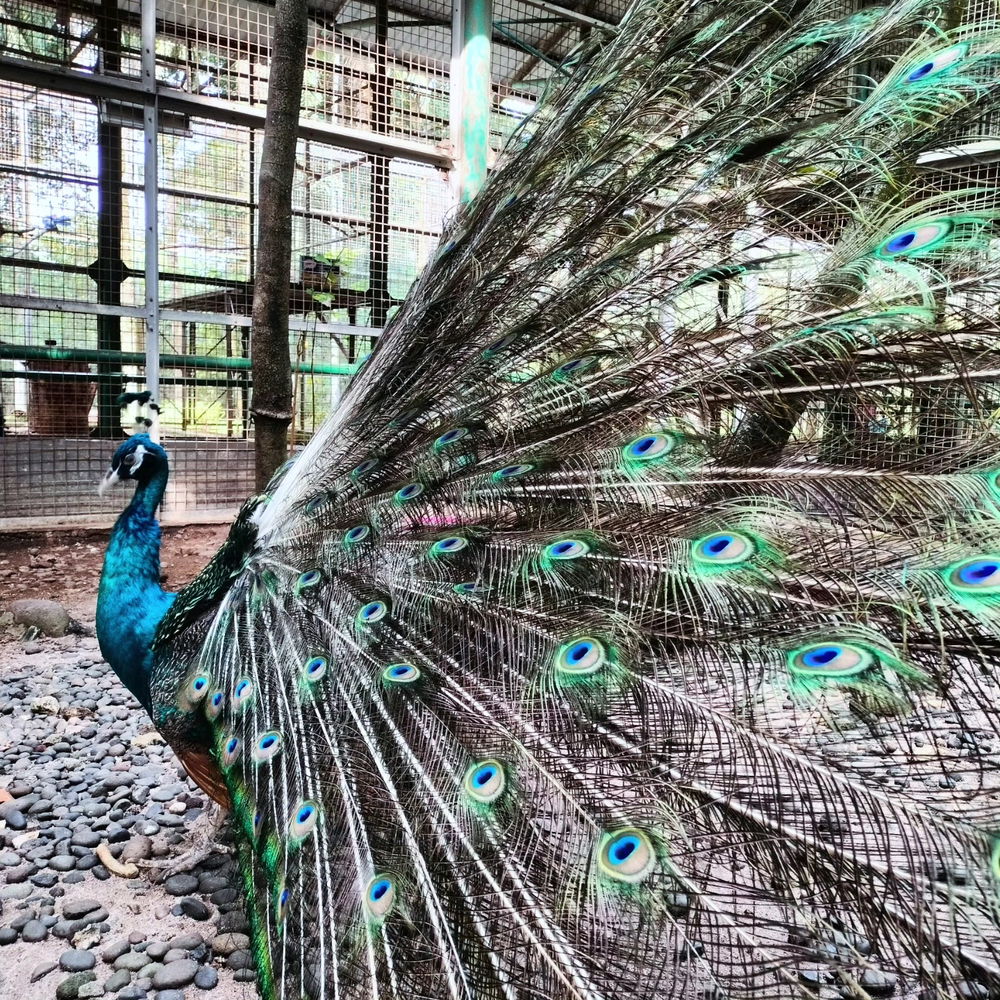 Burung merak