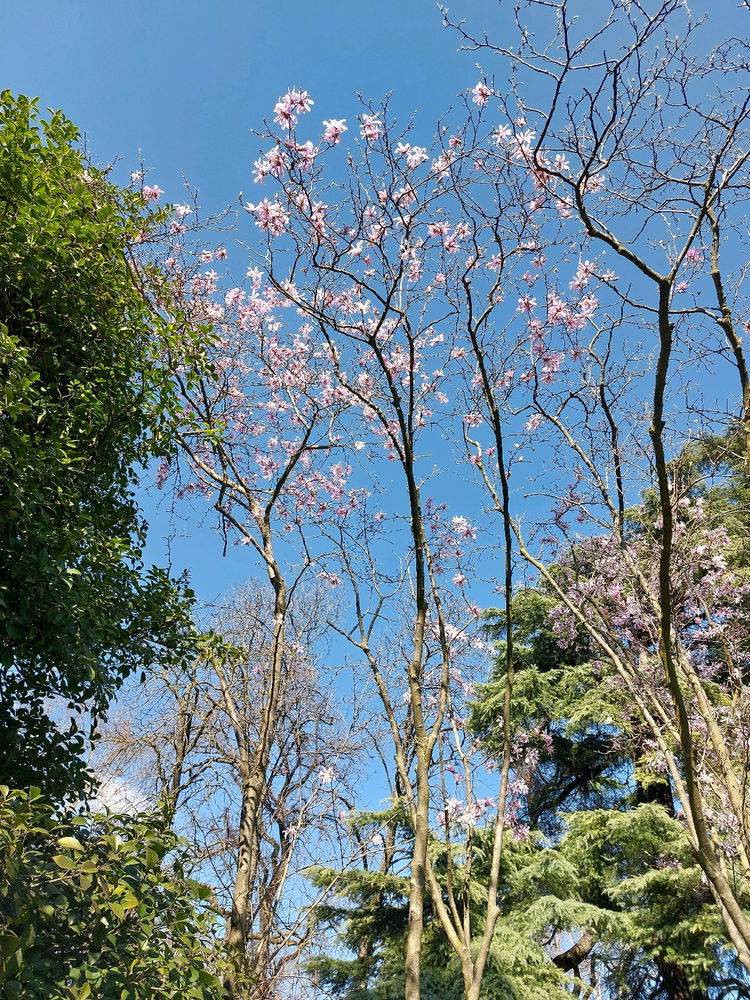 Primavera