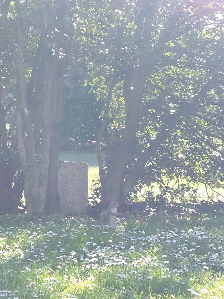 Primavera