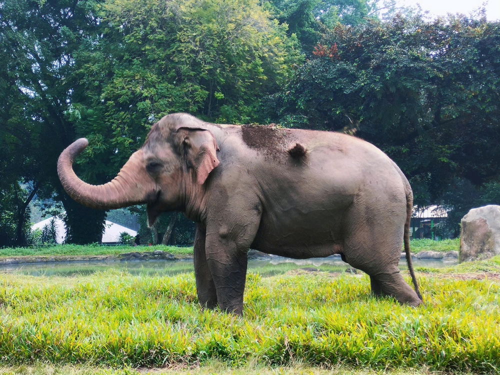 Gajah euy