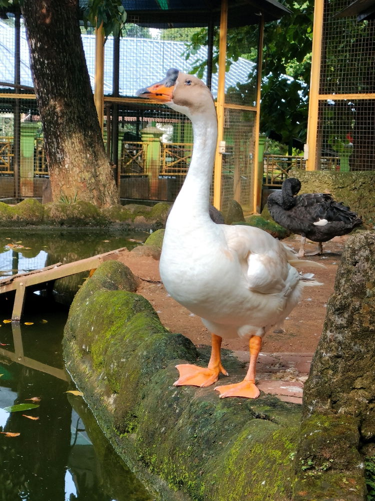 Bebek bengong