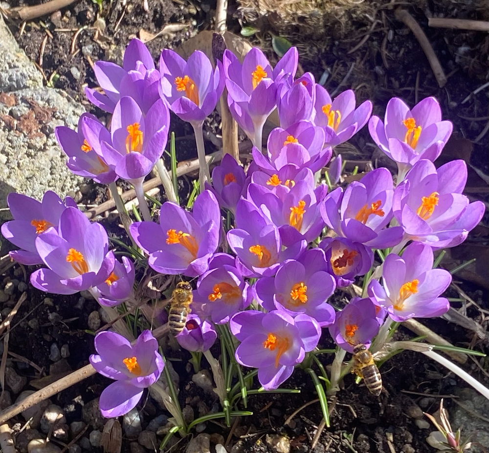 Přeji krásný první jarní den 🥰💐🌼🍀🌸☀️🐝