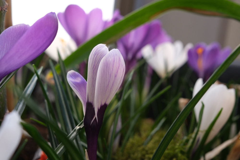 Krokusse auf dem Balkon