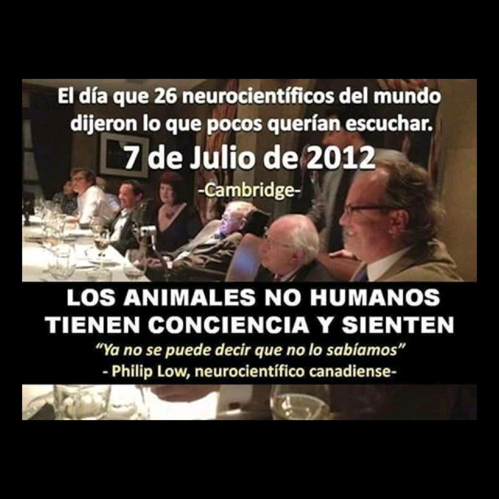 El día que la comunidad científica dijo lo que pocos querían escuchar. Los animales sienten y tiene consciencia.