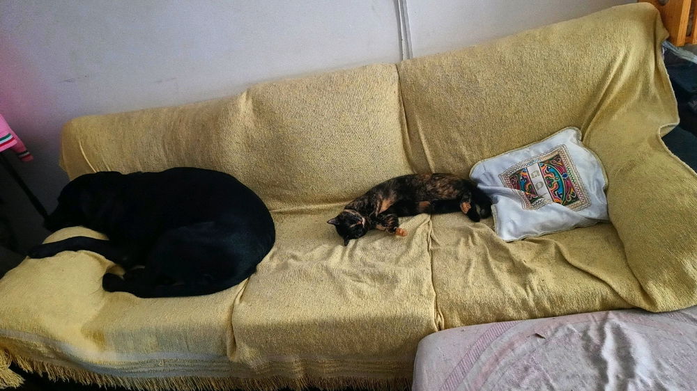 Mis amores