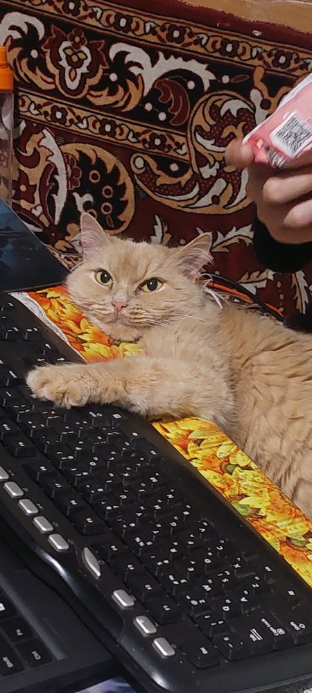 Cat works in IT