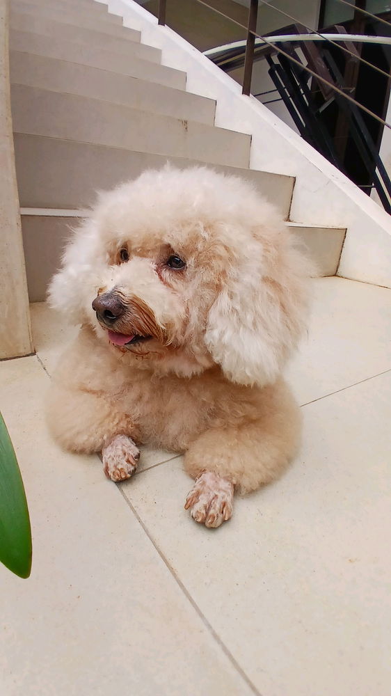 🐶