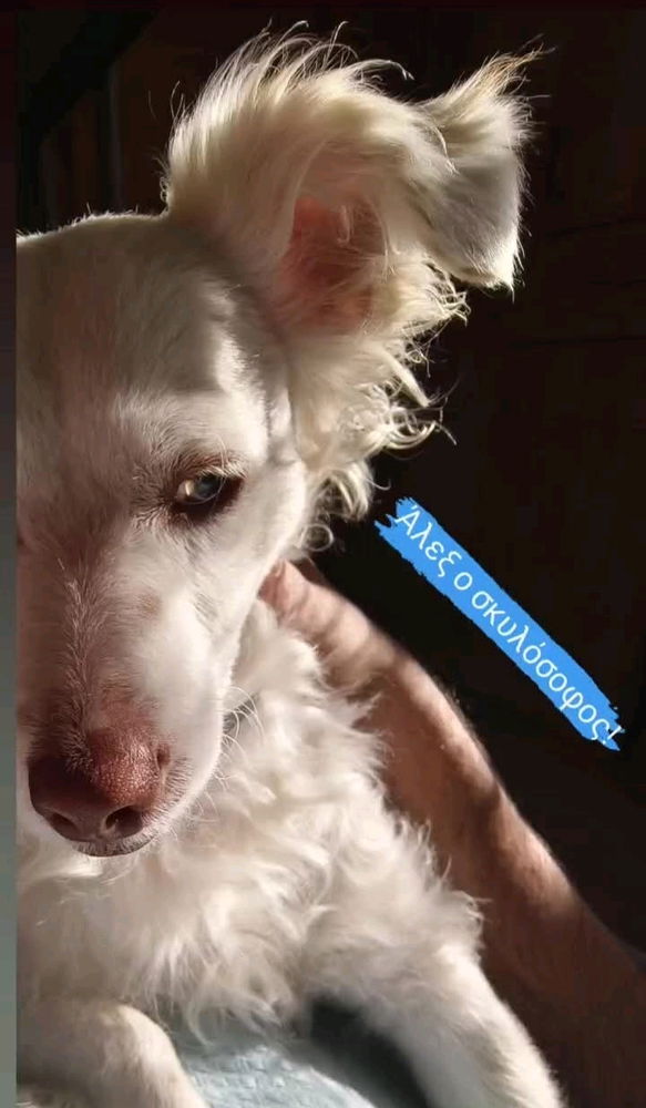 My dog! ❤️
