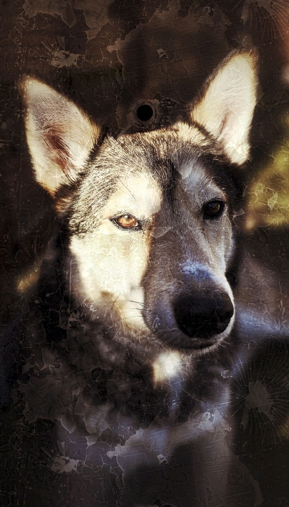 Haku