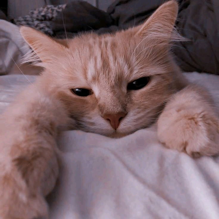 Este Michi no quiere que lo ignores