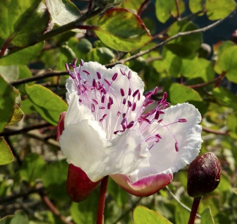 Fiori di cappero