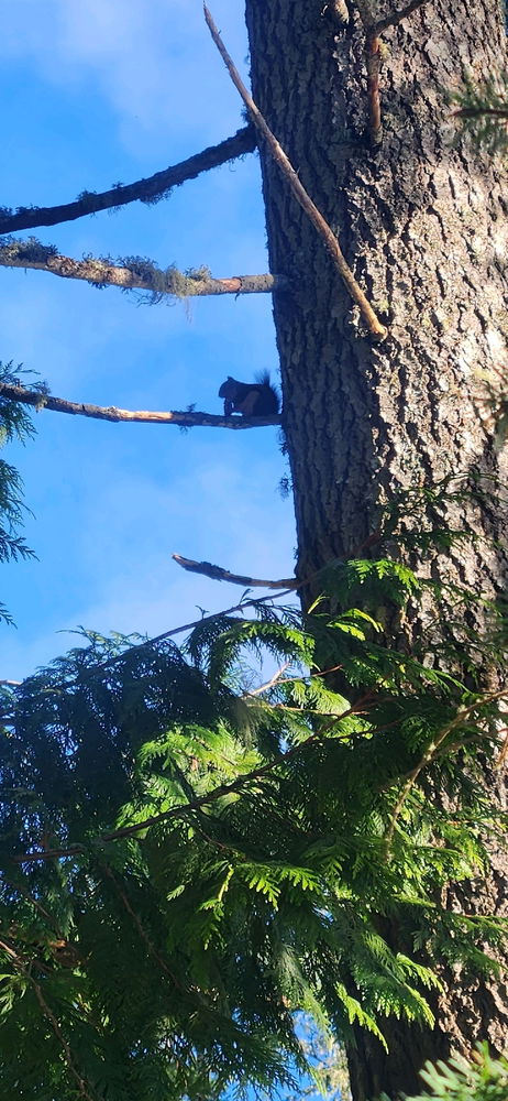 Squirrel eating pinecone