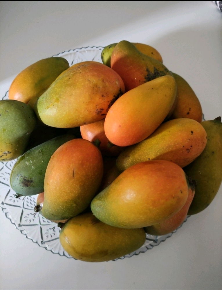 A rainha do meu quintal é mesmo a mangueira, fornecendo frutas deliciosas e sombra para relaxar! 🌳🥭❤️