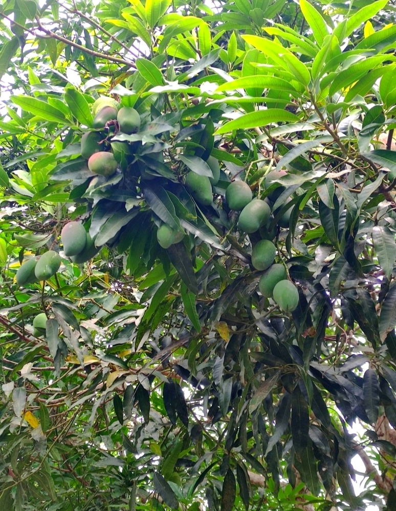 A rainha do meu quintal é mesmo a mangueira, fornecendo frutas deliciosas e sombra para relaxar! 🌳🥭❤️