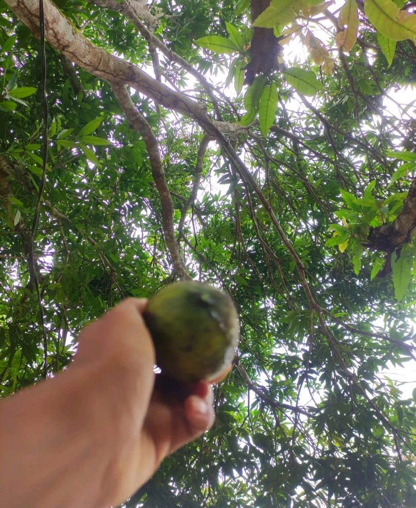 A rainha do meu quintal é mesmo a mangueira, fornecendo frutas deliciosas e sombra para relaxar! 🌳🥭❤️