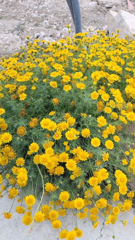 Las flores silvestres más hermosas de México